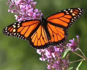 mariposa_monarca